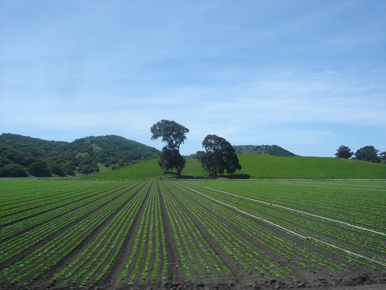 Greenfield